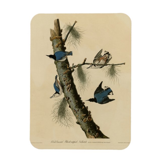 Vita bröstad nuthatch Audubon's Birds of America Magnet (Vertikal)