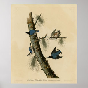 Vita bröstad nuthatch Audubon's Birds of America Poster