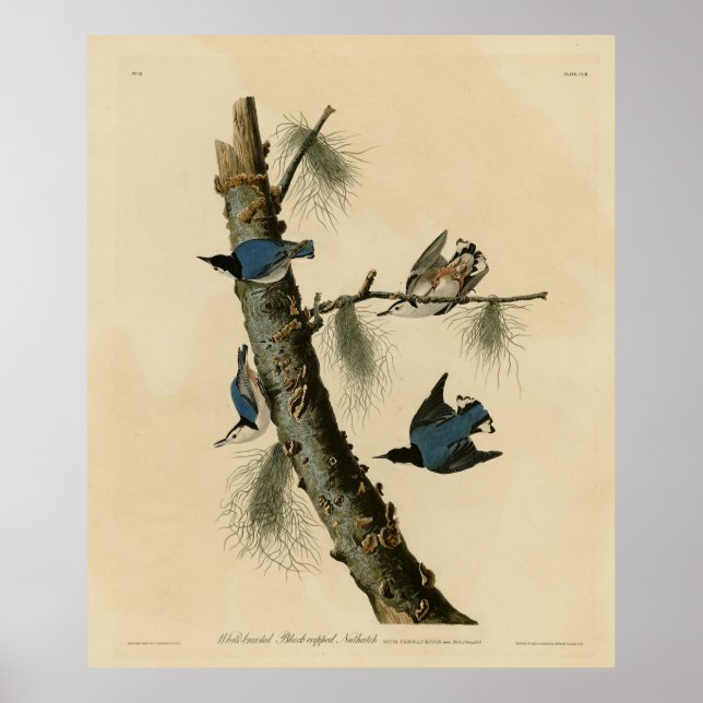 Vita bröstad nuthatch Audubon's Birds of America Poster (Framsidan)