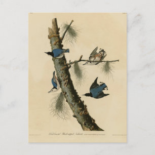 Vita bröstad nuthatch Audubon's Birds of America Vykort