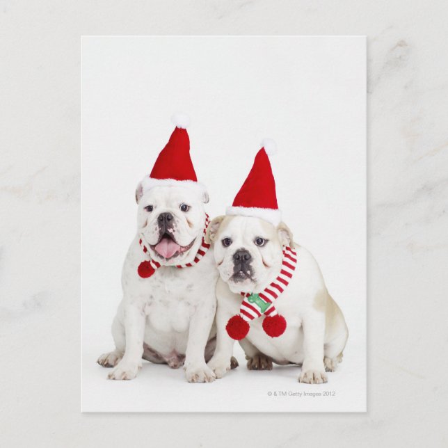 Vita bullhundar vykort (Framsida)