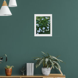 Vita Calla Lily Blommor Blommar Blommor Poster