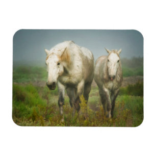 Vita Camargue-hästar i fält Magnet