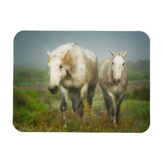 Vita Camargue-hästar i fält Magnet (Horisontell)