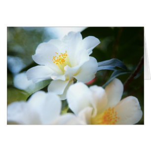 Vita Camellias-kort OBS Kort