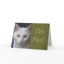 Vita Cat-foto, humoriserat, få bra kort
