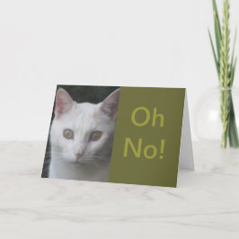 Vita Cat-foto, humoriserat, få bra kort
