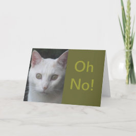 Vita Cat-foto, humoriserat, få bra kort