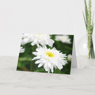 Vita Chrysanthemums hälsningskort Kort