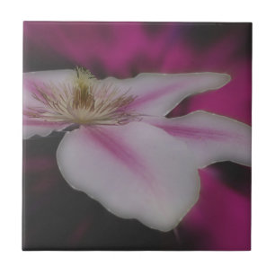 Vita Clematis-blommor Kakelplatta
