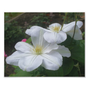 Vita Clematis Flower Pair 8x10 Fototryck