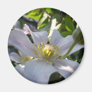 Vita Clematis II Magnet