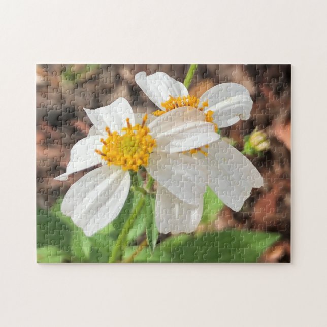 Vita Cosmo Blommor Trädgård Vår Blomster Närbild Pussel (Horisontell)