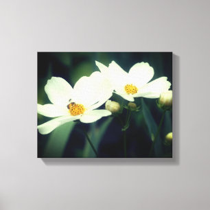 Vita Cosmos-blommor med bi Canvastryck
