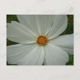 Vita Cosmos Sommarvildblomma Blomma Vykort
