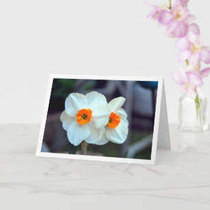 Vita Daffodil-blommor Kort