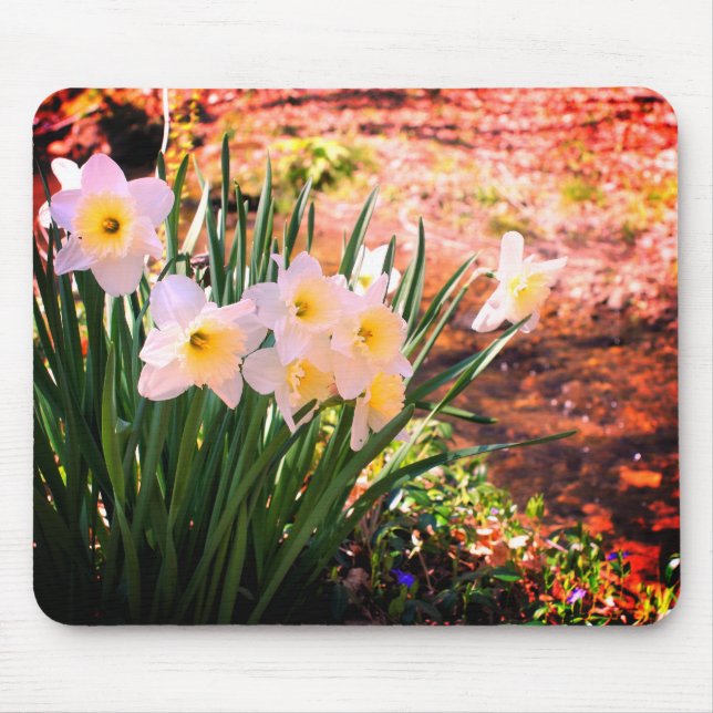 Vita Daffodil Flowers by Brook Musmatta (Framsidan)