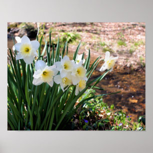 Vita Daffodil Flowers by Brook Poster