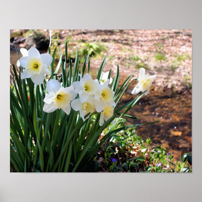Vita Daffodil Flowers by Brook Poster (Framsidan)