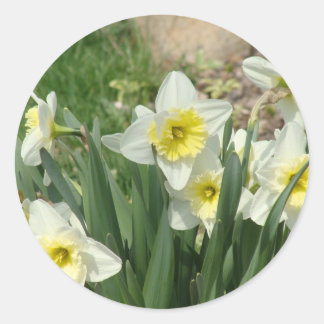 Vita Daffodils Runt Klistermärke