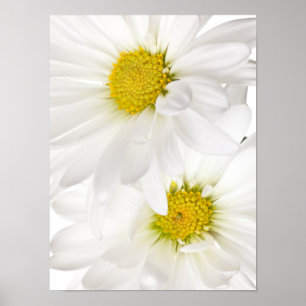 Vita Daisy - Anpassad mall för Daisyns blommor Poster