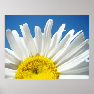 Vita Daisy Blomma konsttryck Solig Dag Blå Himmel Poster