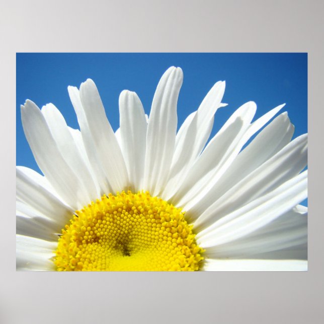 Vita Daisy Blomma konsttryck Solig Dag Blå Himmel Poster (Framsidan)
