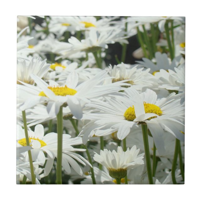 Vita Daisy Blommor Kakel konst Hem Dekoration Präs (Framsidan)