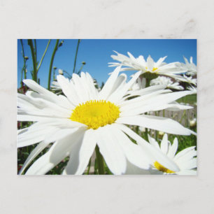 Vita Daisy blommor Trädgård vykort Blå himmel