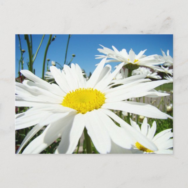 Vita Daisy blommor Trädgård vykort Blå himmel (Framsida)