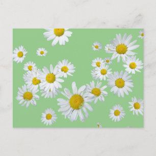 Vita Daisy Cust. Färg DIY-vykort Vykort