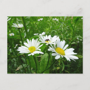 Vita Daisy DIY-vykort Vykort
