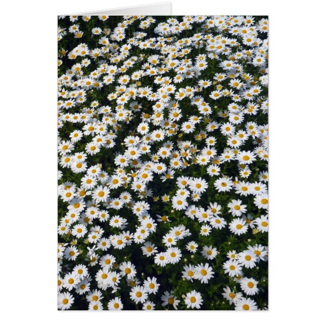 vita daisy hälsningskort (Framsidan)