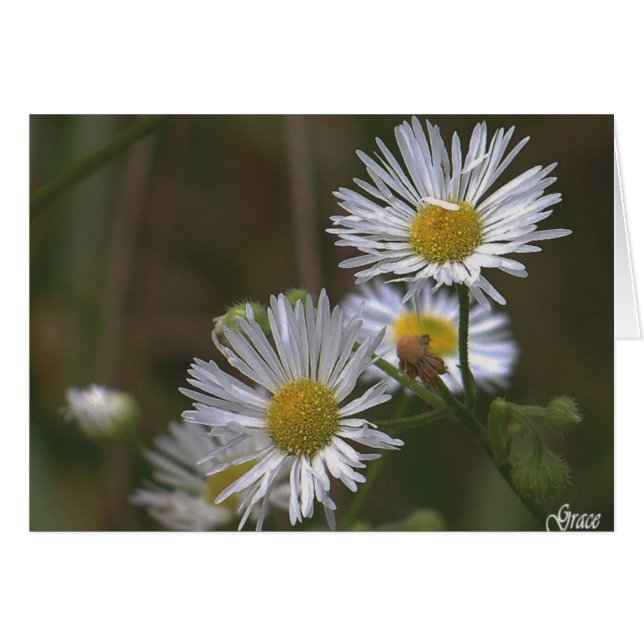 Vita Daisy kort (Framsidan Horizontal)