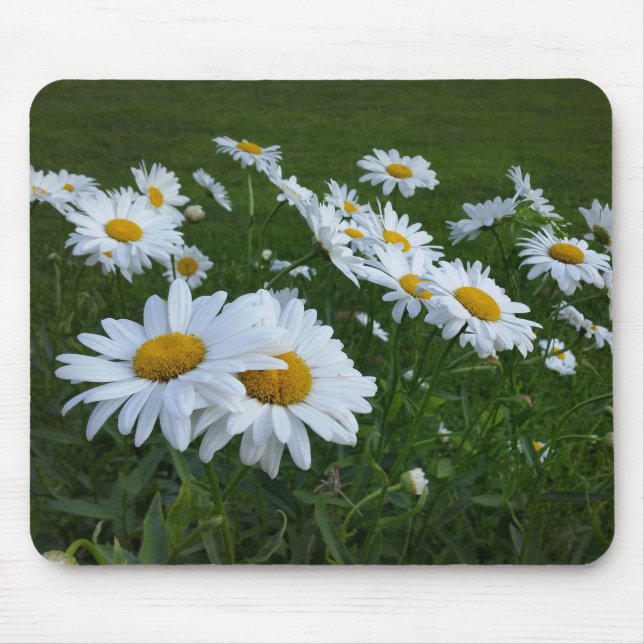 vita daisy musmatta (Framsidan)