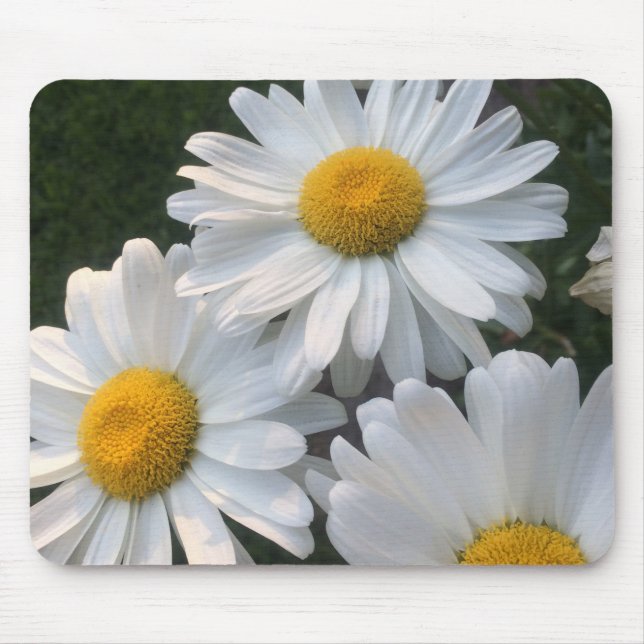 Vita Daisy Musmatta (Framsidan)