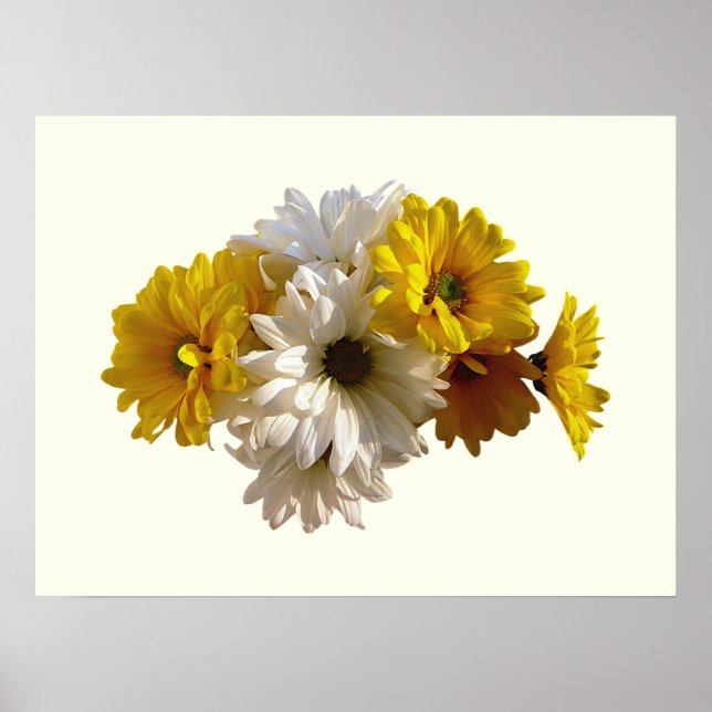 Vita Daisy och Gulter Poster (Framsidan)