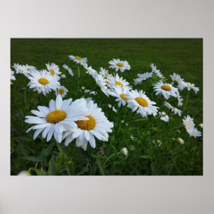 vita daisy poster