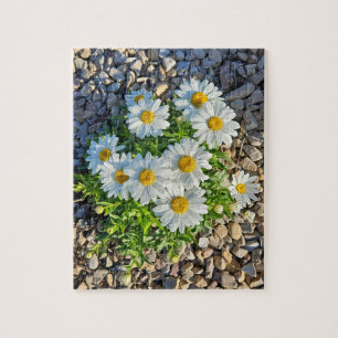 Vita Daisy som växer i Gravel Pussel