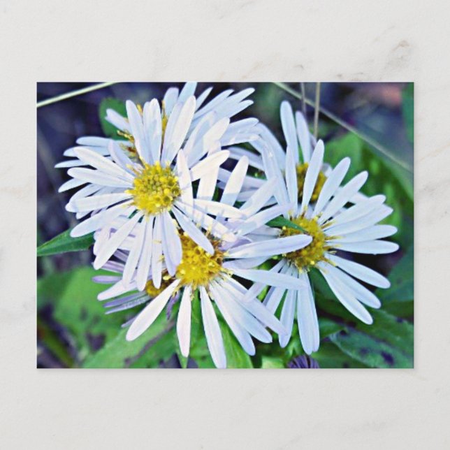 Vita Daisy Vykort (Framsida)