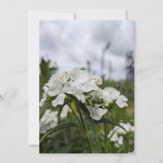 Vita Dianthus-blommor under en sommarhimmel Inbjudningar