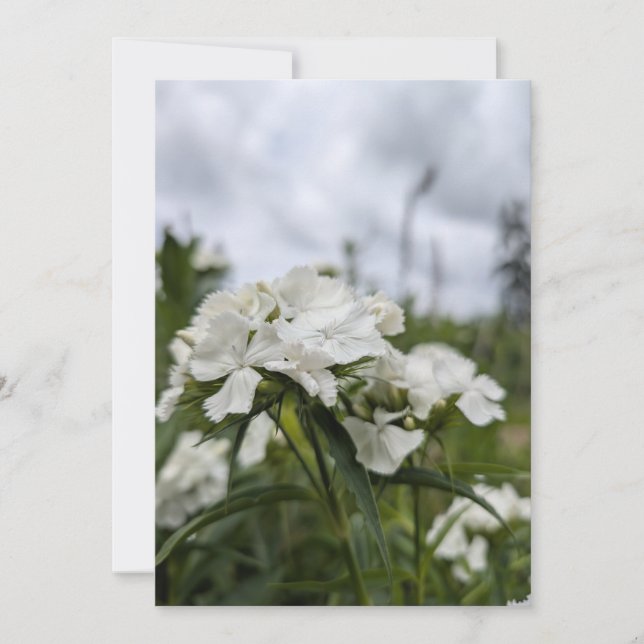 Vita Dianthus-blommor under en sommarhimmel Inbjudningar (Framsida)