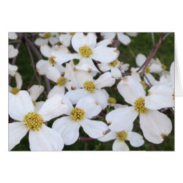Vita Dogwood-blommor dina meddelandekort Hälsningskort