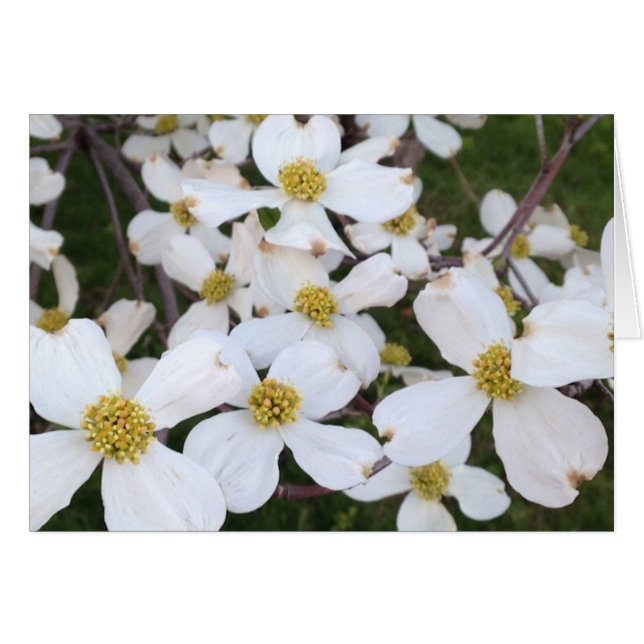 Vita Dogwood-blommor dina meddelandekort Hälsningskort (Framsidan Horizontal)