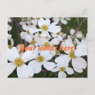 Vita Dogwood Blommor dina postkort för Ord Vykort