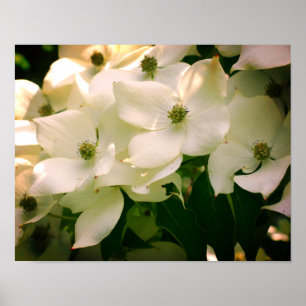 Vita Dogwood Flower-Blommar Poster