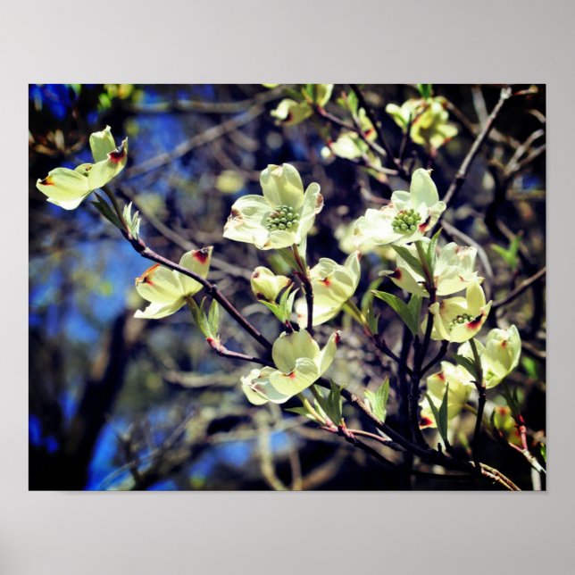 Vita Dogwood Flower-Blommar Poster (Framsidan)
