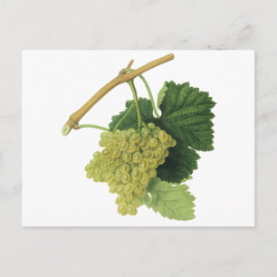 Vita druvor från Vin på vinet, Vintage Food Fruit Vykort