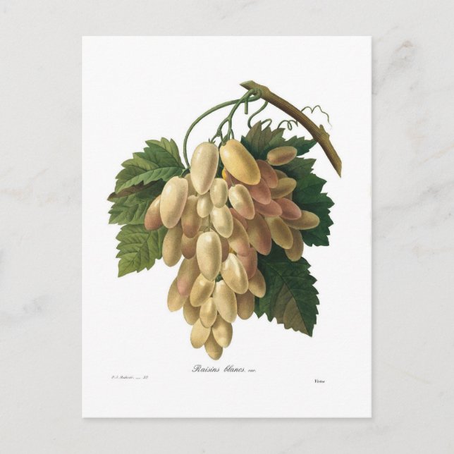 Vita druvor vykort (Framsida)