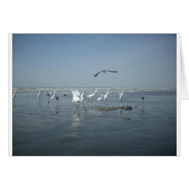 Vita fåglar featehres hakuna matata.JPG Hälsningskort (Framsidan Horizontal)